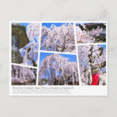 Weeping cherry tree ("Nara Ichiban-Zakura") ポストカード (正面)