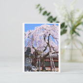 Weeping cherry tree ("Nara Ichiban-Zakura") ポストカード (スタンド正面)