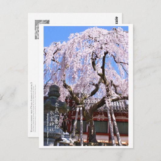 Weeping cherry tree ("Nara Ichiban-Zakura") ポストカード (正面/裏面)