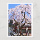 Weeping cherry tree ("Nara Ichiban-Zakura") ポストカード (正面)