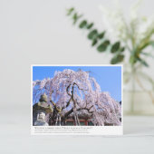 Weeping cherry tree ("Nara Ichiban-Zakura") ポストカード (スタンド正面)