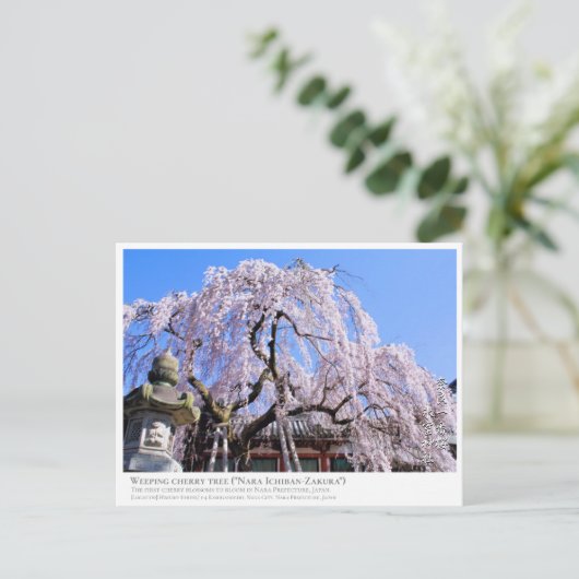 Weeping cherry tree ("Nara Ichiban-Zakura") ポストカード (スタンド正面)