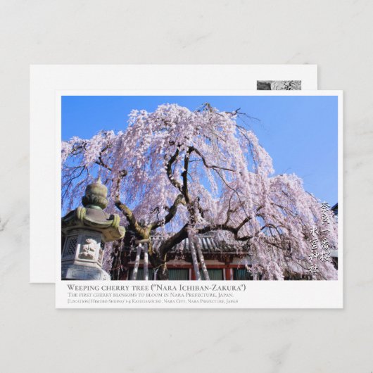 Weeping cherry tree ("Nara Ichiban-Zakura") ポストカード (正面/裏面)