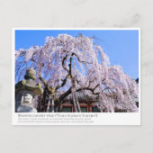 Weeping cherry tree ("Nara Ichiban-Zakura") ポストカード (正面)