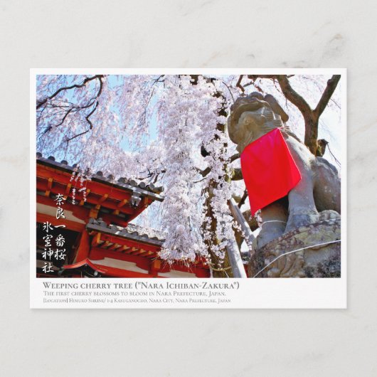 Weeping cherry tree ("Nara Ichiban-Zakura") ポストカード (正面)