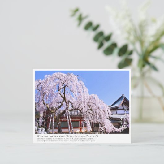 Weeping cherry tree ("Nara Ichiban-Zakura") ポストカード (スタンド正面)