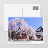 Weeping cherry tree ("Nara Ichiban-Zakura") ポストカード (正面/裏面)