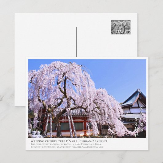 Weeping cherry tree ("Nara Ichiban-Zakura") ポストカード (正面/裏面)