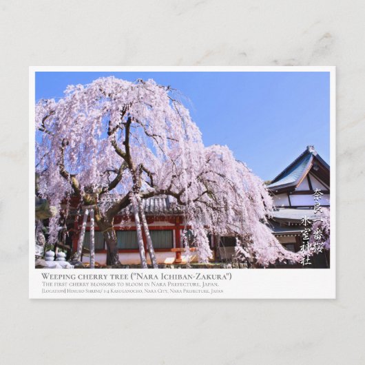 Weeping cherry tree ("Nara Ichiban-Zakura") ポストカード (正面)