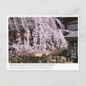 Weeping cherry tree ("Nara Ichiban-Zakura") ポストカード (正面)