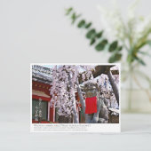 Weeping cherry tree ("Nara Ichiban-Zakura") ポストカード (スタンド正面)
