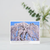 Weeping cherry tree ("Nara Ichiban-Zakura") ポストカード (スタンド正面)
