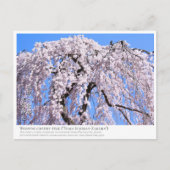 Weeping cherry tree ("Nara Ichiban-Zakura") ポストカード (正面)