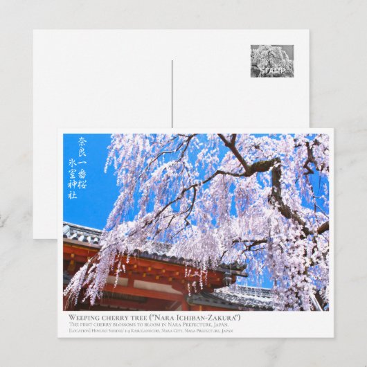 Weeping cherry tree ("Nara Ichiban-Zakura") ポストカード (正面/裏面)