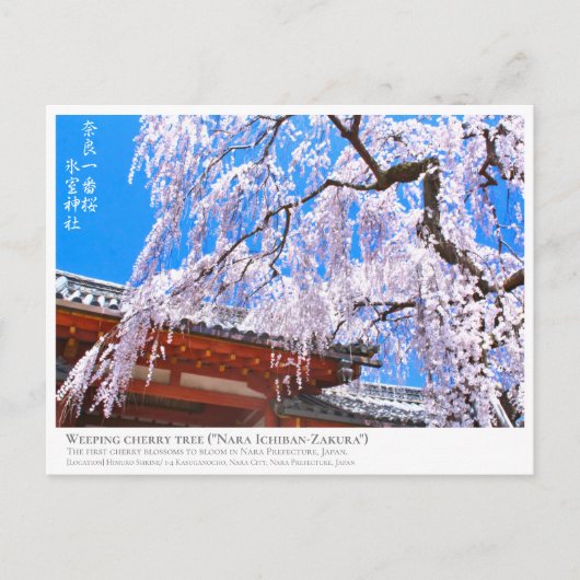 Weeping cherry tree ("Nara Ichiban-Zakura") ポストカード (正面)