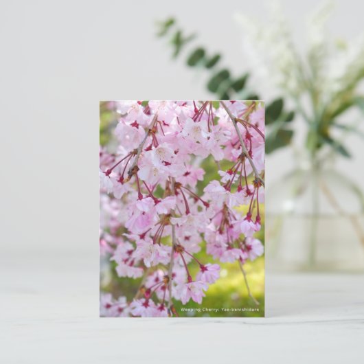 Weeping Cherry: Yae-benishidare ポストカード (スタンド正面)