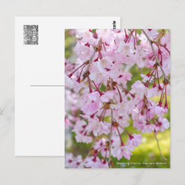 Weeping Cherry: Yae-benishidare ポストカード