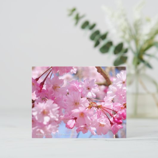 Weeping Cherry: Yae-benishidare ポストカード (スタンド正面)