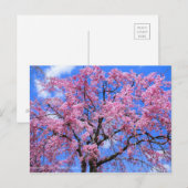 Weeping Cherry(Yaebenishidare) ポストカード (正面/裏面)