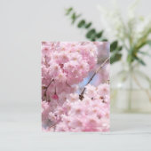 Weeping Cherry: Yaebenishidare ポストカード (スタンド正面)