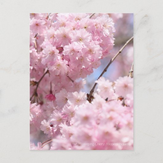 Weeping Cherry: Yaebenishidare ポストカード (正面)