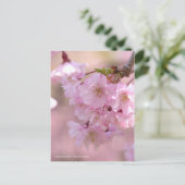 Weeping Cherry: Yaebenishidare ポストカード (スタンド正面)