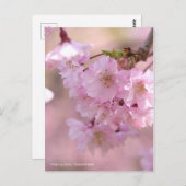 Weeping Cherry: Yaebenishidare ポストカード (正面/裏面)