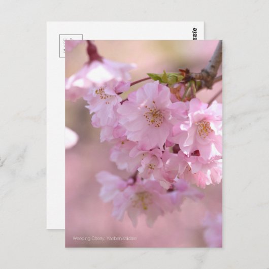 Weeping Cherry: Yaebenishidare ポストカード (正面/裏面)