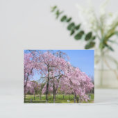 Weeping Cherry(Yaebenishidare) [Postcard] ポストカード (スタンド正面)