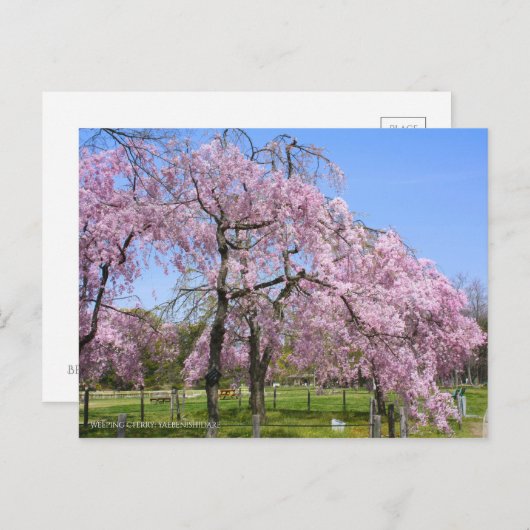 Weeping Cherry(Yaebenishidare) [Postcard] ポストカード (正面/裏面)