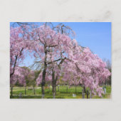 Weeping Cherry(Yaebenishidare) [Postcard] ポストカード (正面)
