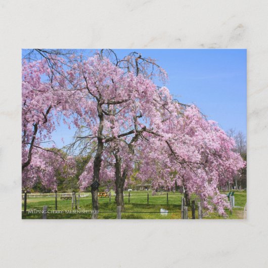 Weeping Cherry(Yaebenishidare) [Postcard] ポストカード (正面)