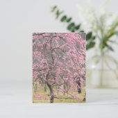 Weeping Japanese Apricot ポストカード (スタンド正面)