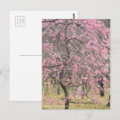 Weeping Japanese Apricot ポストカード (正面/裏面)