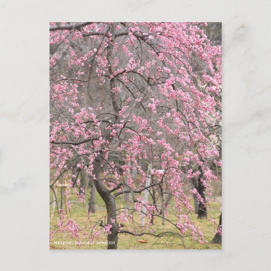 Weeping Japanese Apricot ポストカード (正面)