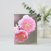 Weeping Japanese Apricot ポストカード (スタンド正面)