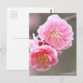 Weeping Japanese Apricot ポストカード (正面/裏面)