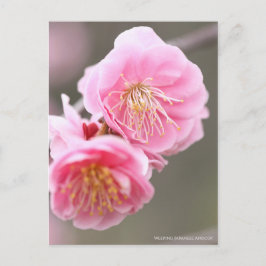 Weeping Japanese Apricot ポストカード