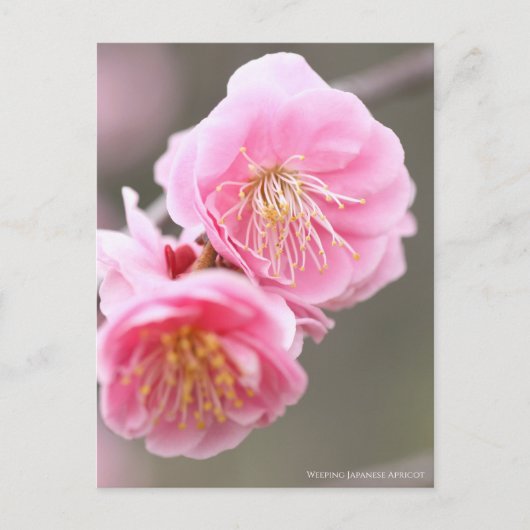 Weeping Japanese Apricot ポストカード (正面)