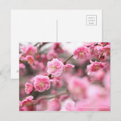 Weeping Japanese Apricot ポストカード (正面/裏面)