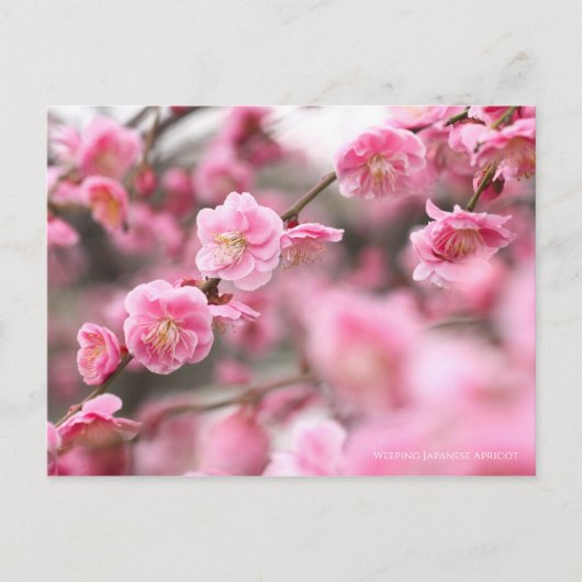 Weeping Japanese Apricot ポストカード (正面)