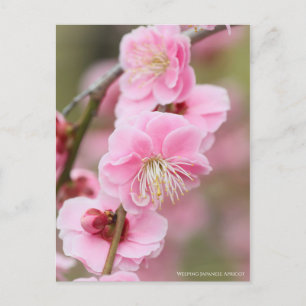 Weeping Japanese Apricot ポストカード