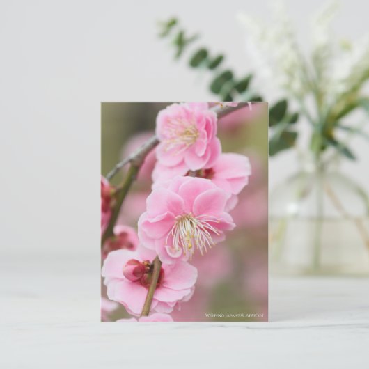 Weeping Japanese Apricot ポストカード (スタンド正面)