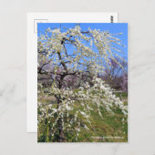 Weeping Japanese Apricot [Postcard] ポストカード (正面/裏面)