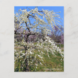 Weeping Japanese Apricot [Postcard] ポストカード