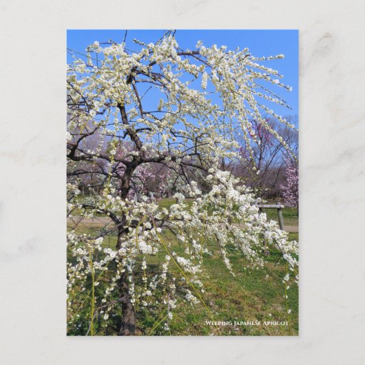 Weeping Japanese Apricot [Postcard] ポストカード (正面)