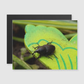 Weevil 、カブトムシ、Curculooidea 、バグ (正面/裏面)