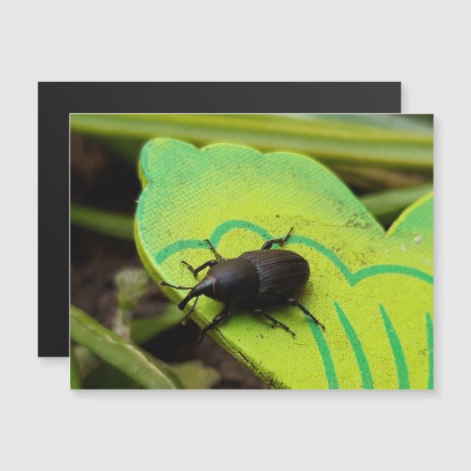 Weevil 、カブトムシ、Curculooidea 、バグ (正面/裏面)