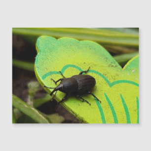 Weevil 、カブトムシ、Curculooidea 、バグ