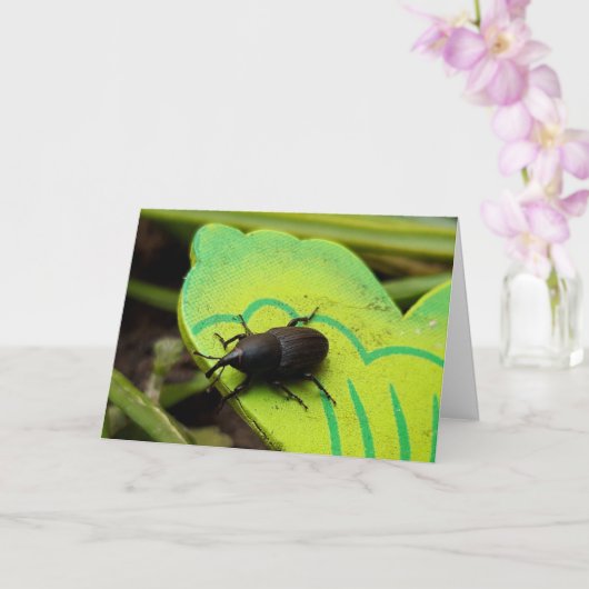 Weevil 、カブトムシ、Curculooidea 、バグ カード (蘭)